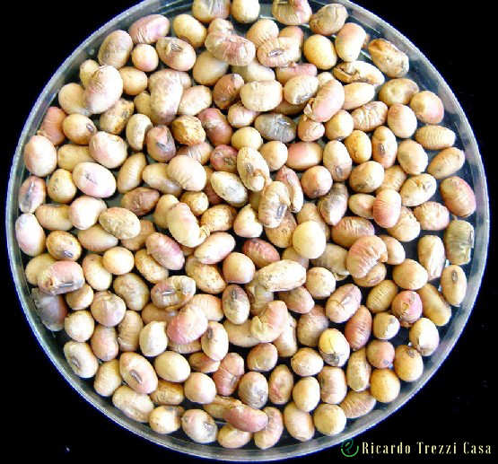 Fusarium graminearum